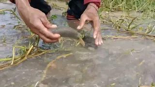 amazing fishing a fisherman skill catch fish a lots by best hand in field