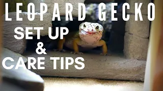 Leopard Gecko Setup & Care Tips