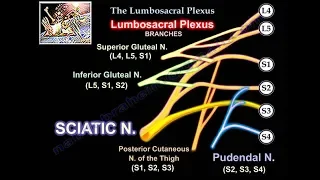 Lumbosacral Plexus - Everything You Need To Know - Dr. Nabil Ebraheim