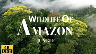 Amazon Jungle 4K/ Amazon Animals in the Amazon Rainforest/ Animal Sounds/ Jungle Sounds/ No Music