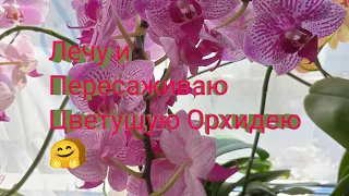 Пересадка больной ,цветущей орхидеи ☺️🤗🌺//Лечим ,Чистим и пересаживаем