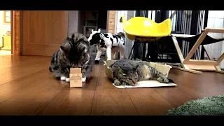 さすがに小さ過ぎた箱とねこ。-The box is too small for Maru indeed.-