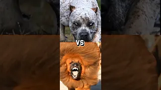 TURKISH KANGAL VS TIBETAN MASTIFF, PITBULL, DOBERMAN,(SPEED)