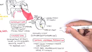 Anatomy - Middle Ear