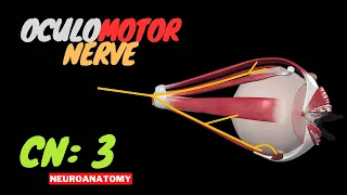 CN 3: Oculomotor Nerve (Scheme, Pathway, Clinical Relevance) | Anatomy/Neurology