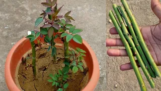 गुलाब की कलम कैसे लगाएं | गुलाब का पौधा कैसे लगाएं | how to grow rose from cutting