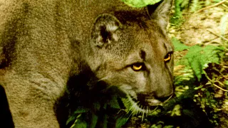 Wildlife Wranglers: Making Cougar Crossings | E6 | Full Episode