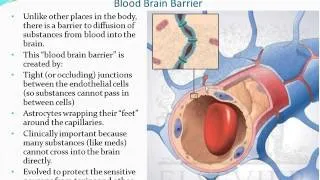 Chapter 13 - The Brain and Cranial Nerves - Part 1