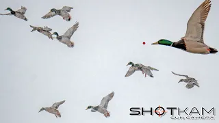 Duck Hunting Highlights - with a Shotkam