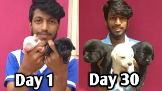 Labrador Retriever Puppies Growing Up | Day 1 To 30 Days | Daisy Puppies | puppies Available