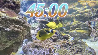 45 Minute Aquarium Timer/Countdown With Relaxing Music 🐟🐠|Cuenta Regresiva de 45 Minutos con Música.