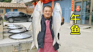 2380元買2條15斤大午魚，農村鐵鍋炖大魚真香，不愧是最好吃的海魚