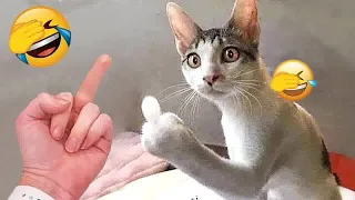 😸❤️ You Laugh You Lose Dogs And Cats 🤣🐱 Funny Animal Moments 2024 # 24