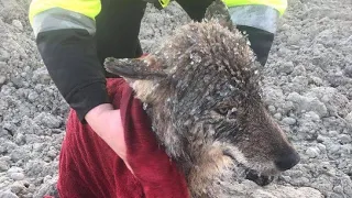 A Woman Saved A Crying Wolf. A Few Years Later, Something Incredible Happened.