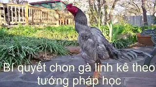 Bí quyết chọn gà tài theo tướng pháp học