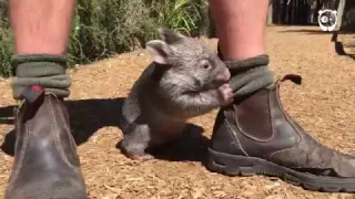 This Wombat thinks he's a dog