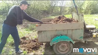 Разбрасываю навоз на огороде, мой помощник самоделный мотоблок самосвал, 22 мая 2019.