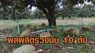 พายุฤดูร้อนถล่มสวนทุเรียน ผลผลิตร่วงนับ 10 ตัน ชาวสวนน้ำตาตก เงินล้านหายวับไปกับตา