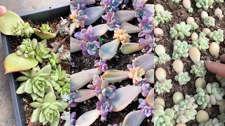 Baby Succulents From Leaves | Sen đá mọc con từ lá | 多肉植物| 다육이들 | Suculentas