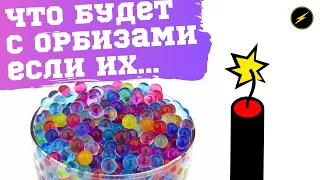 Эксперимент: Орбизы vs петарды! Орбизы с алиэкспресс, как вырастить?