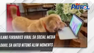 Ilang furbabies viral sa social media dahil sa hatid nitong aliw moments | TV Patrol