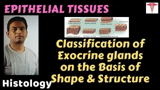 Histo. – Epithelial T – Types of Glands on the Basis of Structure | Dr. Prashant Sharma