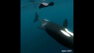 killer whale hunting a stingray