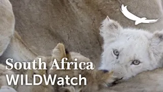 The Rare White Lions of Ngala | Ngala Private Game Reserve | WILDwatch