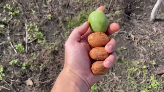 Чандлер огляд. Покривні культури.