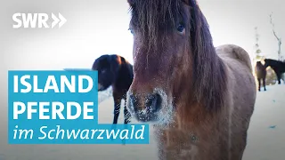 Familie züchtet Islandpferde & Alpakas auf Ponyhof im Schwarzwald