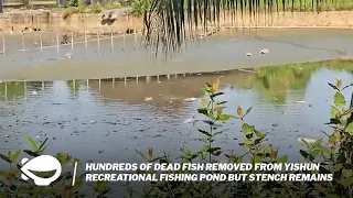 Hundreds of dead fish removed from Yishun recreational fishing pond but stench remains