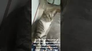 El rescate de un gato en apuros