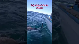 Striped Marlin Fishing in Baja California Sur, Mexico