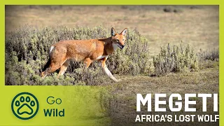Megeti, Africa's Lost Wolf | Go Wild