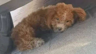 His front legs were paralyzed, he lay helplessly under the car crying loudly for help