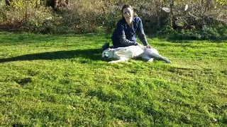 Antonia at Guide Dogs for the Blind getting pampered. She’s going to be OK!