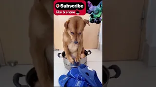 Dog eating shoes and sad mood || My love cute puppy 🥰 Cute Dog love 😘 Omg so lovely 😍