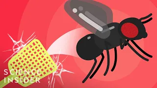 Why Fruit Flies Are So Hard To Kill