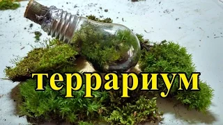 Как сделать вечный террариум | eternal terrarium