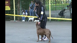 У Полтаві пройшла виставка собак