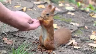 1, Белка ест кедровые орешки,  squirrel eats pine nuts