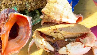 Crabs & conchs are biting crabs, big lobsters are in pairs