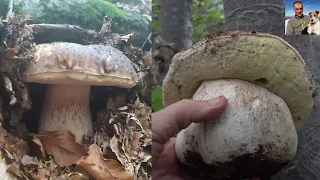 Fourth unreleased video of the series "The wonderful mushrooms of the park of a hundred lakes"
