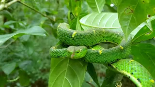 LORA VENENOSA - RESERVA CURICANCHA