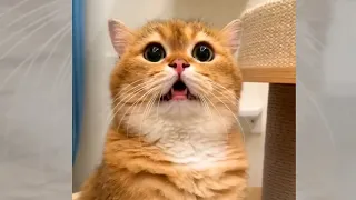 Funny Cats Videos🙀😻 |Cutest Dogs And Cats Videos| Tri Not To Laugh Impossible