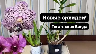 Новые орхидеи в коллекции. Огромная Ванда и первый дендробиум🙏🏻 Обзор.