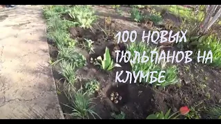 100 ТЮЛЬПАНОВ на клумбе МЕЛКИЕ ПНИ выкорчеваны!_11.04.2024