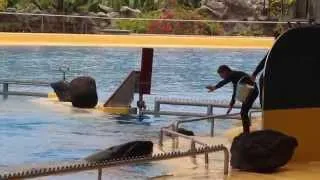 Orca Morgan Training