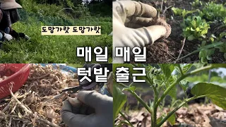 [5월-4]매일매일 해야 할 일들 | 열무수확 |토란*쪽파*오크상추*아욱| 옥발토마토 유인하기 | 곁순제거