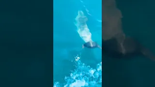 купание с Дельфинами. #анапа #дельфин #черное море